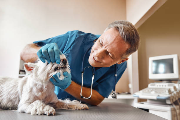 Best Urgent Dental Care for Toothache in Spring Lake, NC